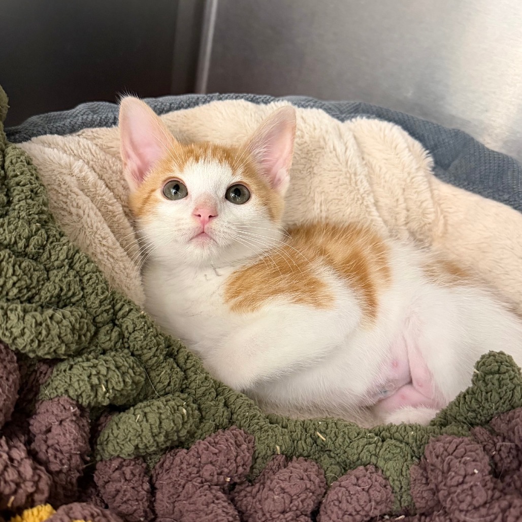 OUTWIT - Domestic Shorthair available for adoption