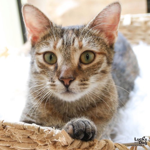 CHEX MIX - Domestic Shorthair available for adoption