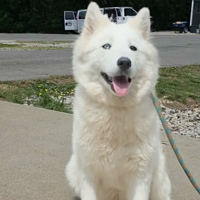 SNOWCONE - Mixed Breed (Medium) for adoption in Dayton