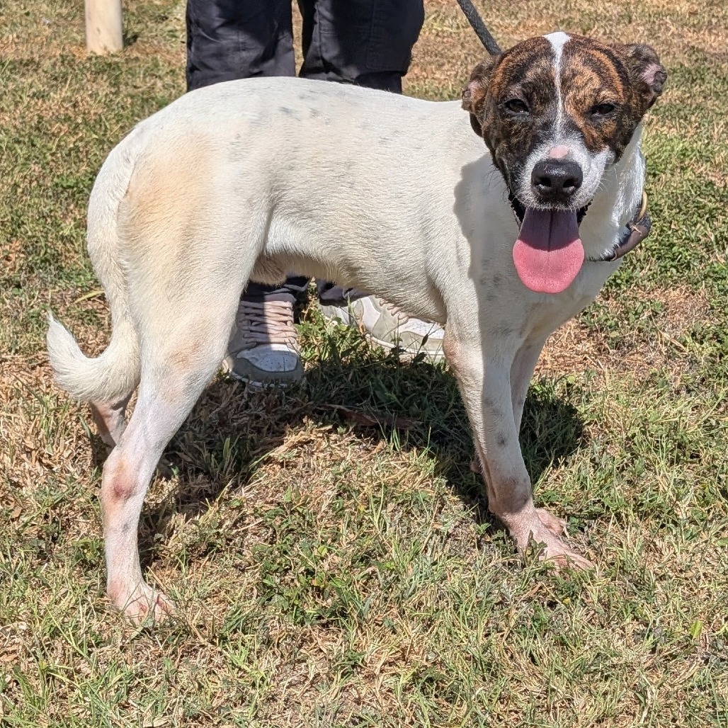 SARGENTO - Boxer / Mixed Breed (Small) available for adoption