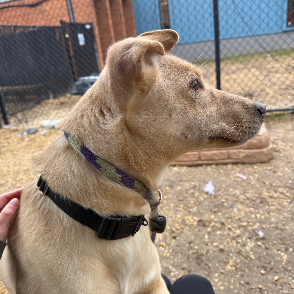 Honey — thumbnail 3