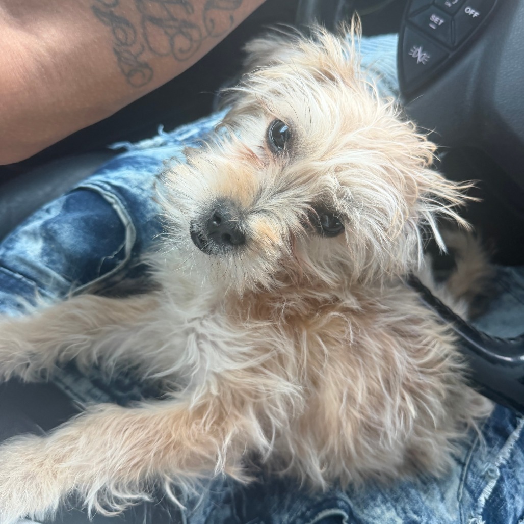 Photo of Laila 3