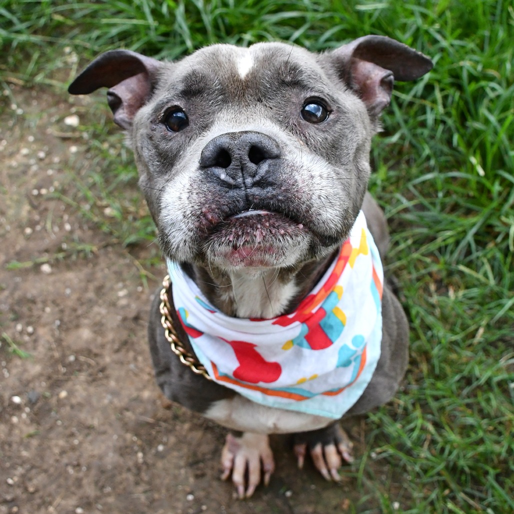 EXPO - Terrier / American Pit Bull available for adoption