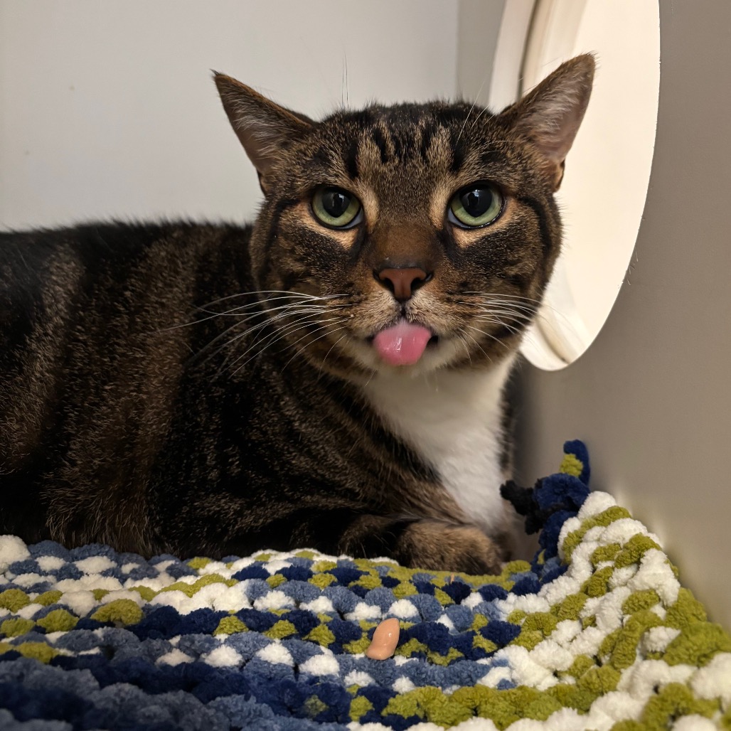 CHUNK NORRIS - Domestic Shorthair available for adoption