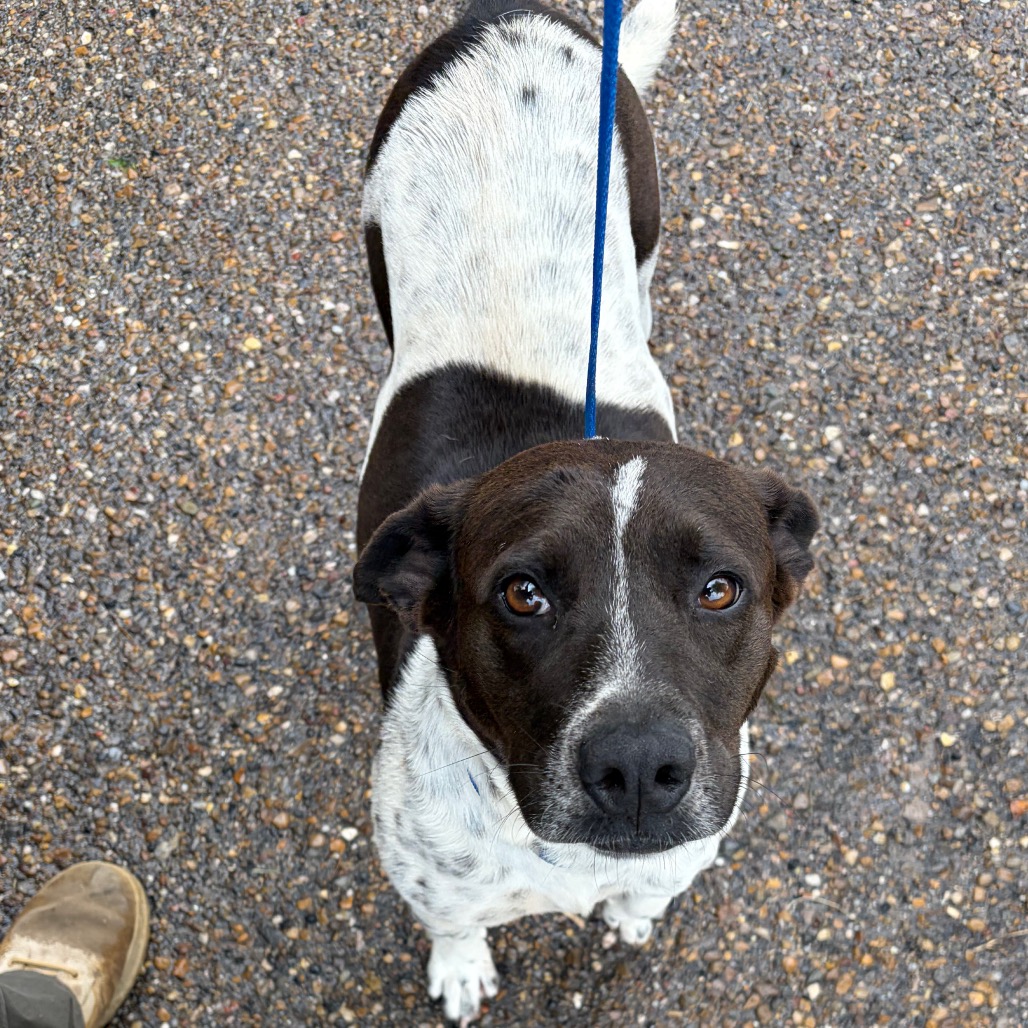 CARRIE FISHER - American Blue Heeler / Mixed Breed (Medium) available for adoption