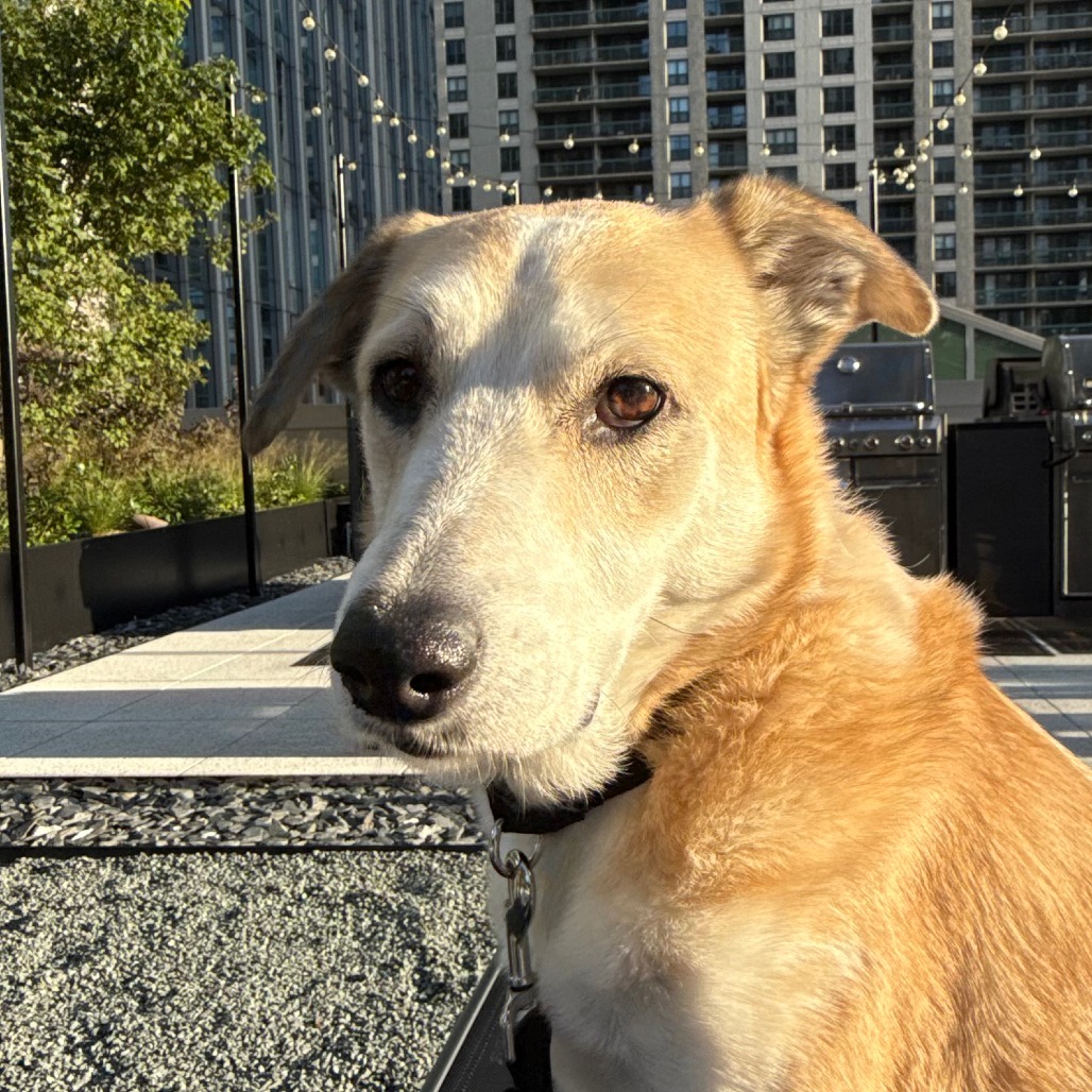 Muffy — thumbnail 5