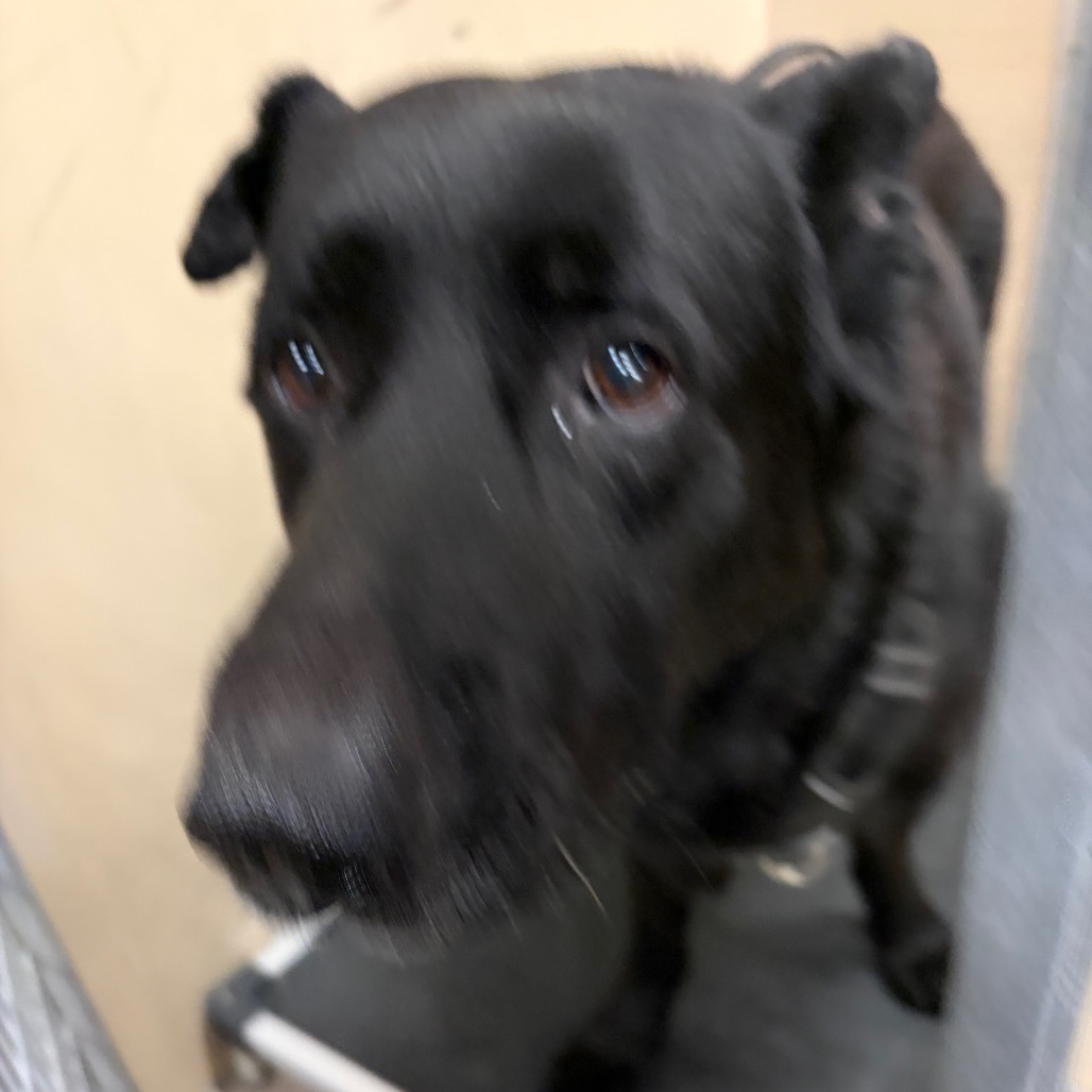 BLUEY - Shepherd / German available for adoption