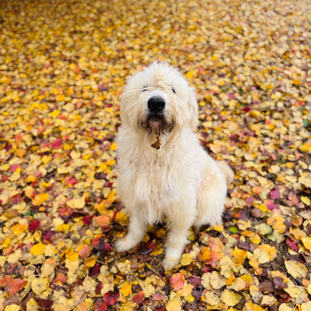 Rio is available for adoption at A New Leash on Life, Inc.