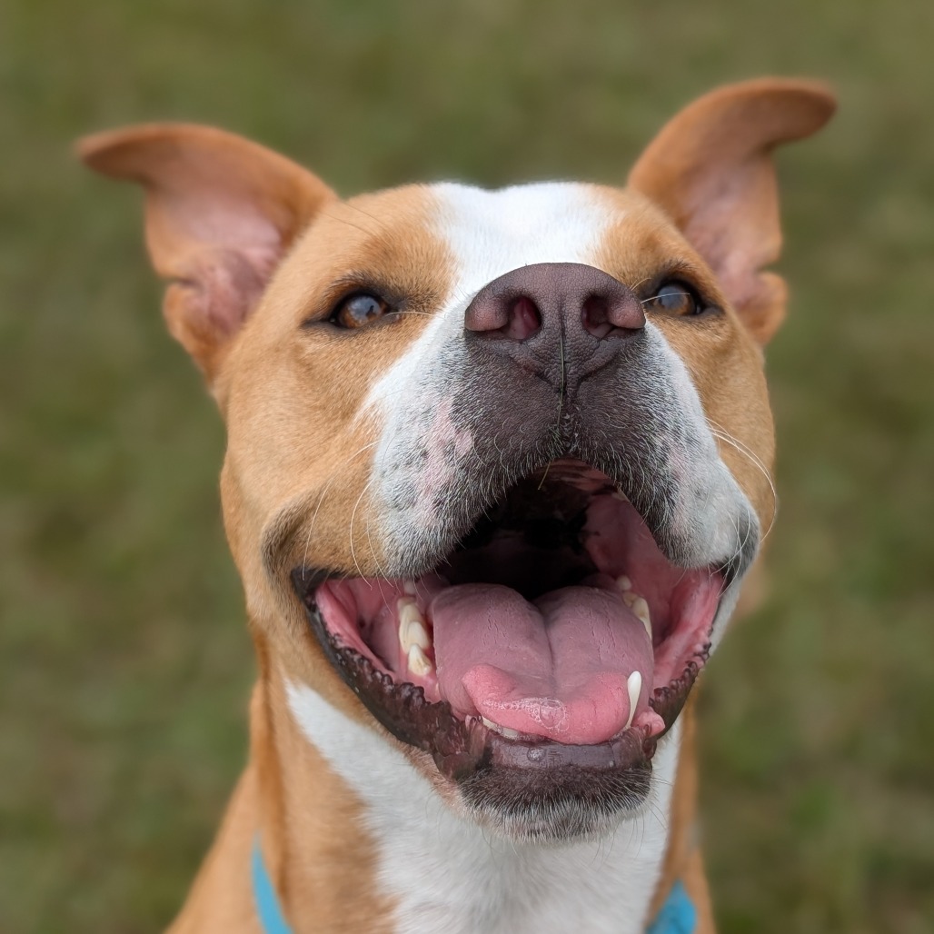Bonnie 04-2230, photo 7