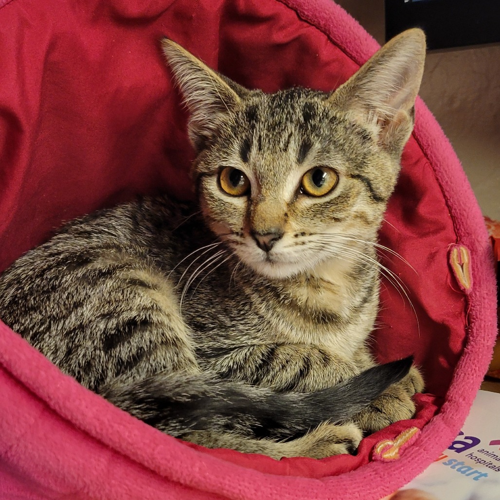 Maple: Female 3 Domestic Shorthair
