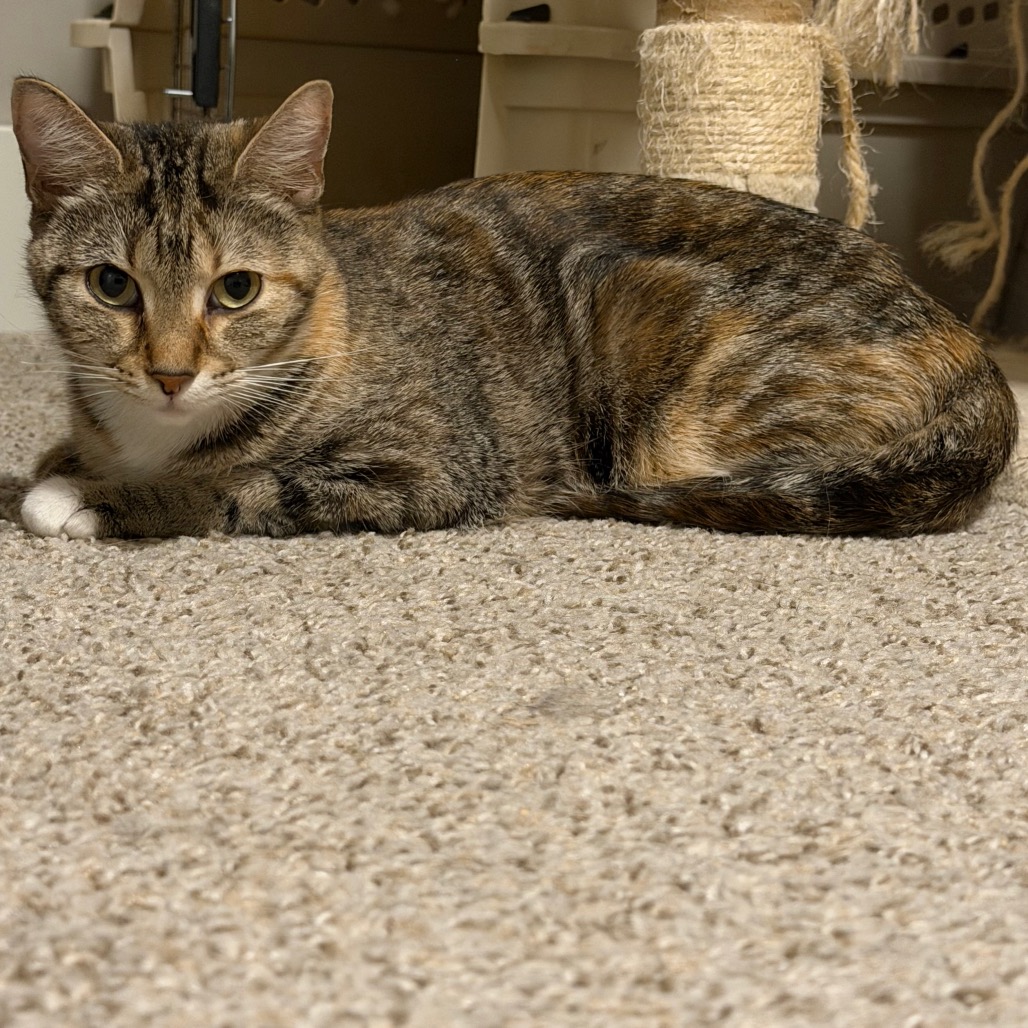 Debbie, photo 4