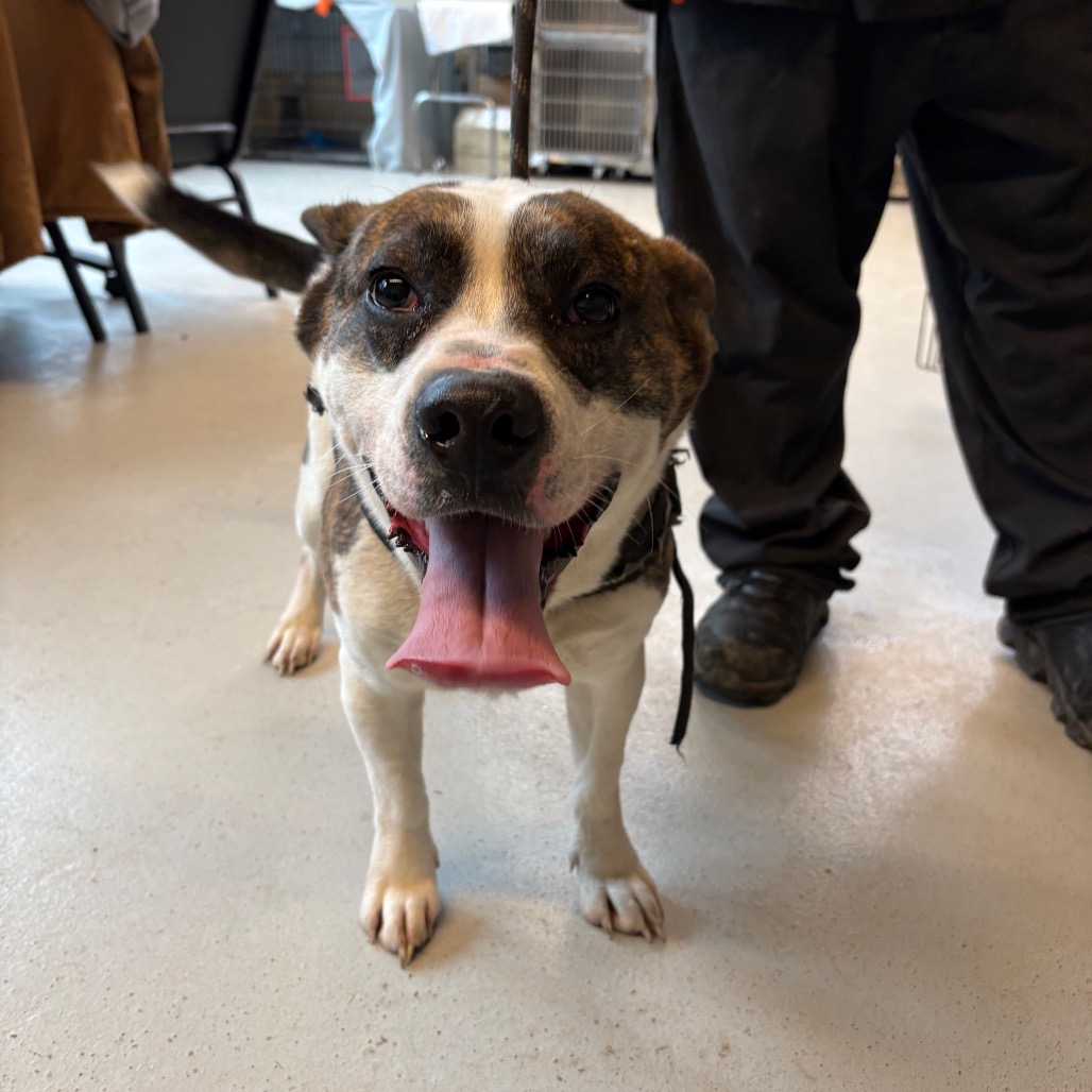 Gizzard — thumbnail 3