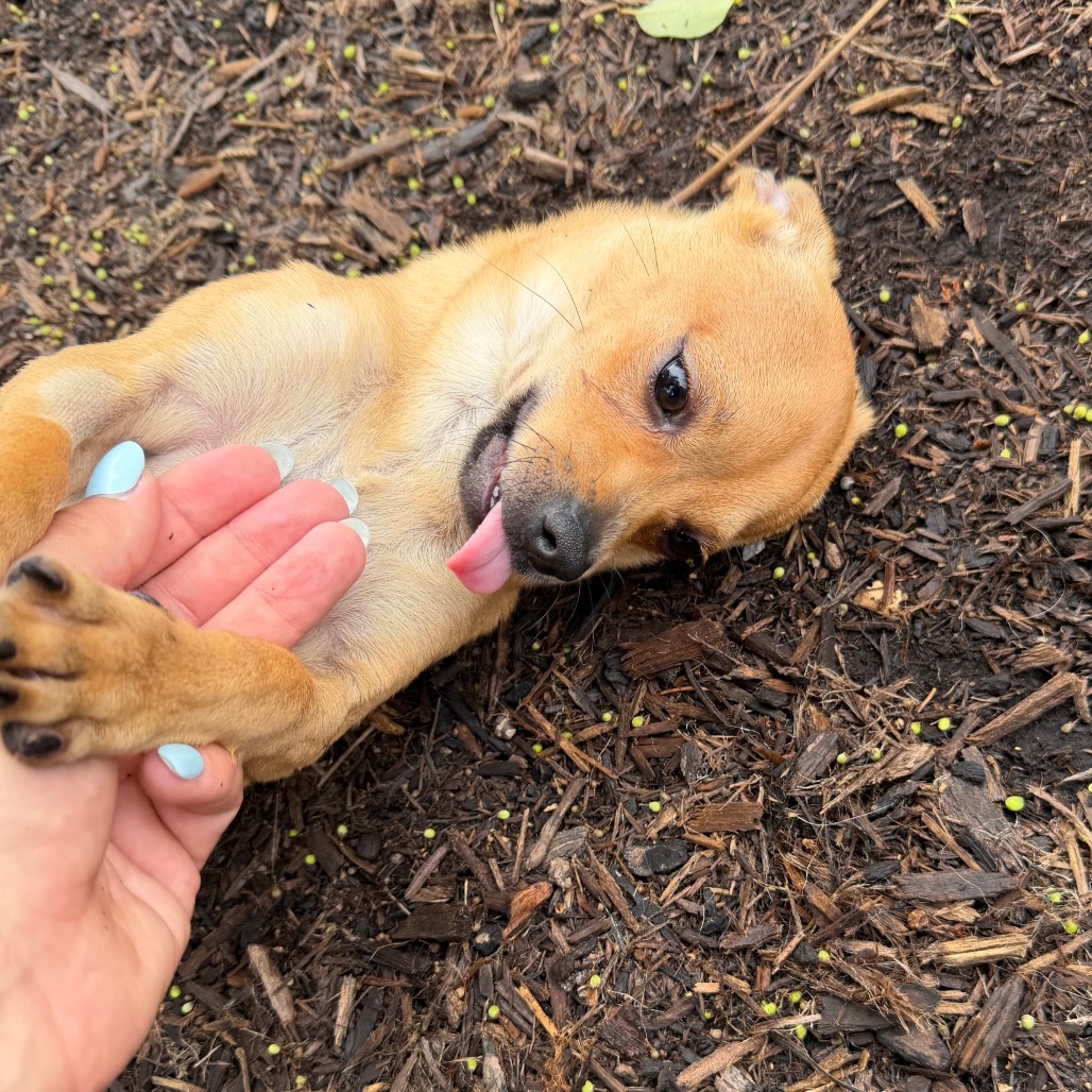 Animal Thumbnail