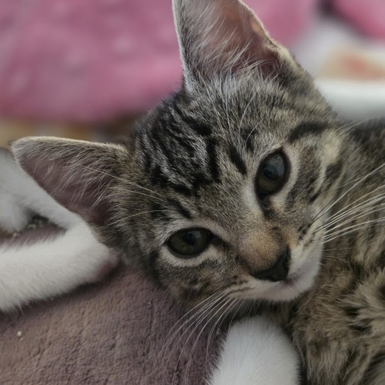 Figgy, photo 2