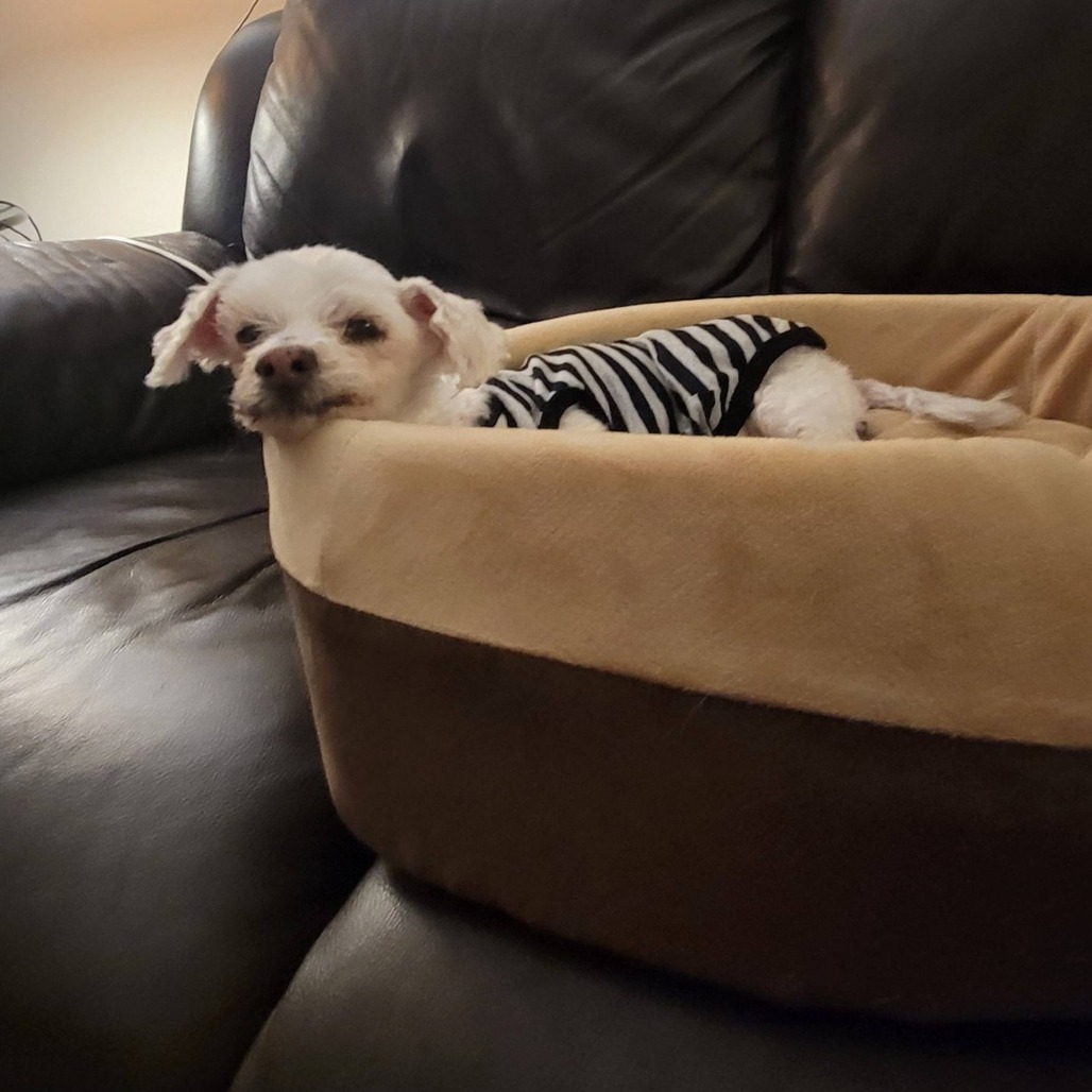 Chalupa, photo 6