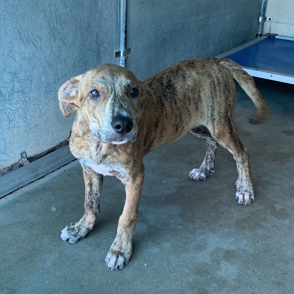 GIN - Shepherd / Mix available for adoption
