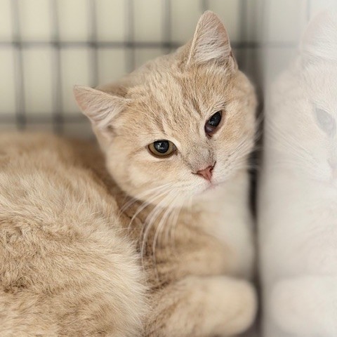 A#68a Tortellini's preview photo