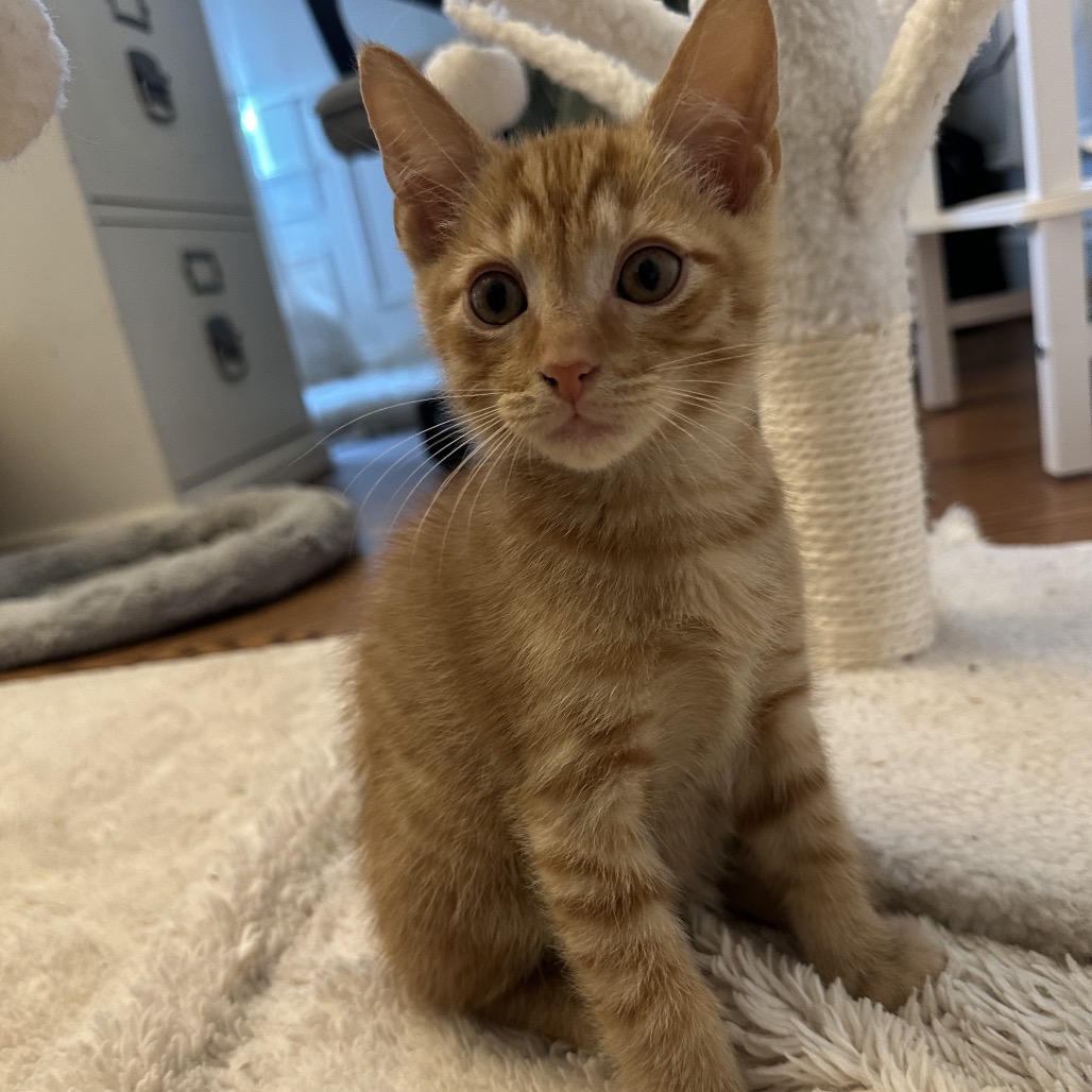 POPPER - Domestic Medium Hair available for adoption