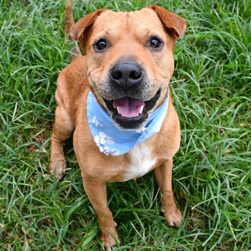 COOPER - Catahoula Leopard Dog available for adoption