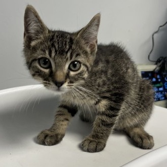 ARTHUR SHELBY - Domestic Shorthair available for adoption