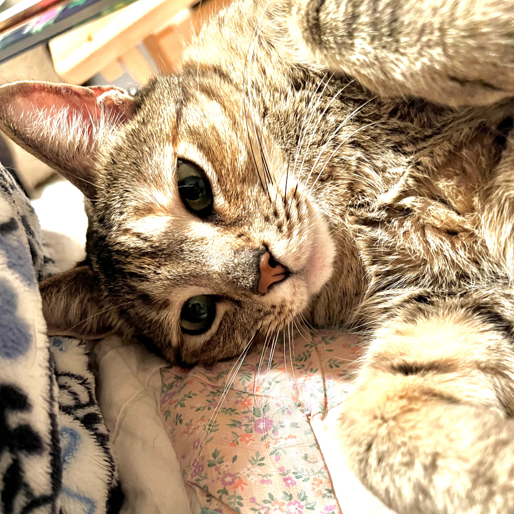 Calliope, photo 12