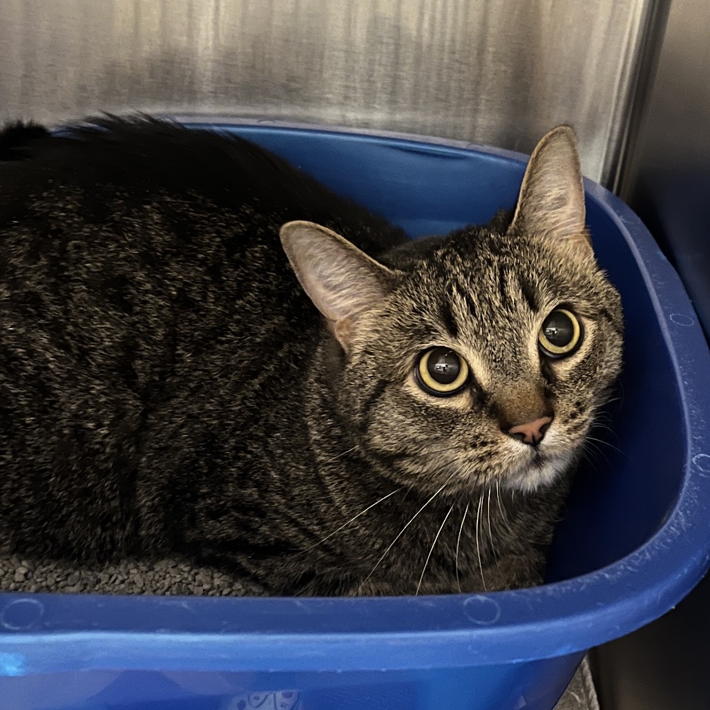 Jellybean (bonded w/ Wednesday)