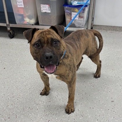 Lago — thumbnail 3