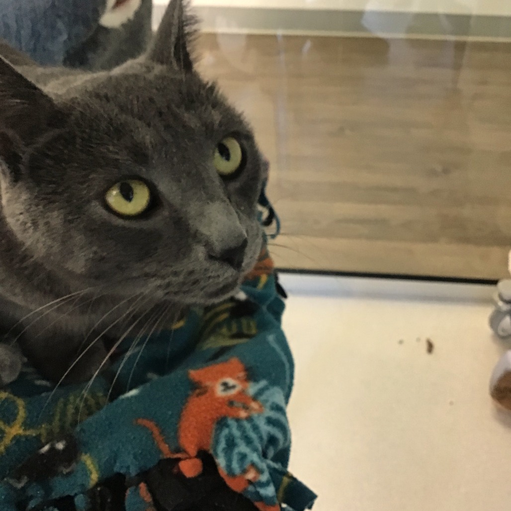 Eugene - Domestic Shorthair