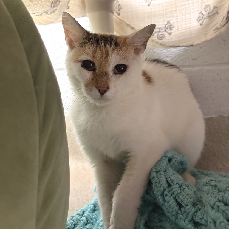 DAHLIA - Domestic Shorthair available for adoption