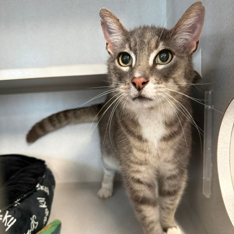 RUFUS - Domestic Shorthair available for adoption