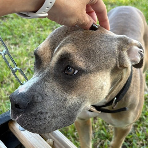 Willow, photo 9