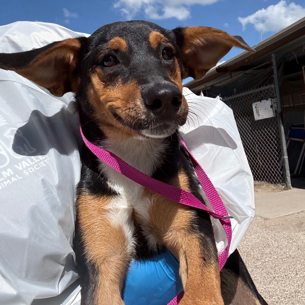CONCHITA - Shepherd available for adoption