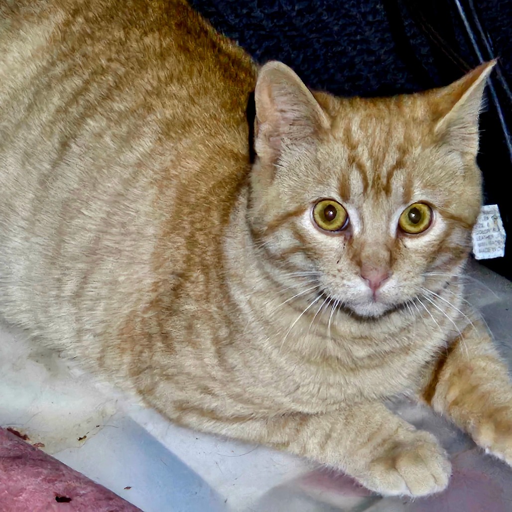 Photo of Sweet Pea 4