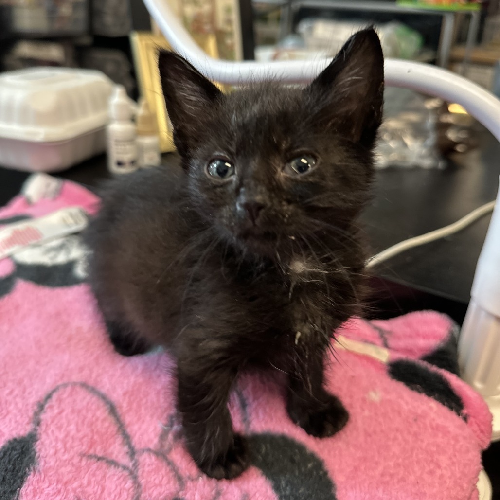 Marley - Domestic Shorthair