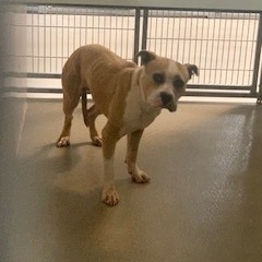 Kennel#14a's preview photo