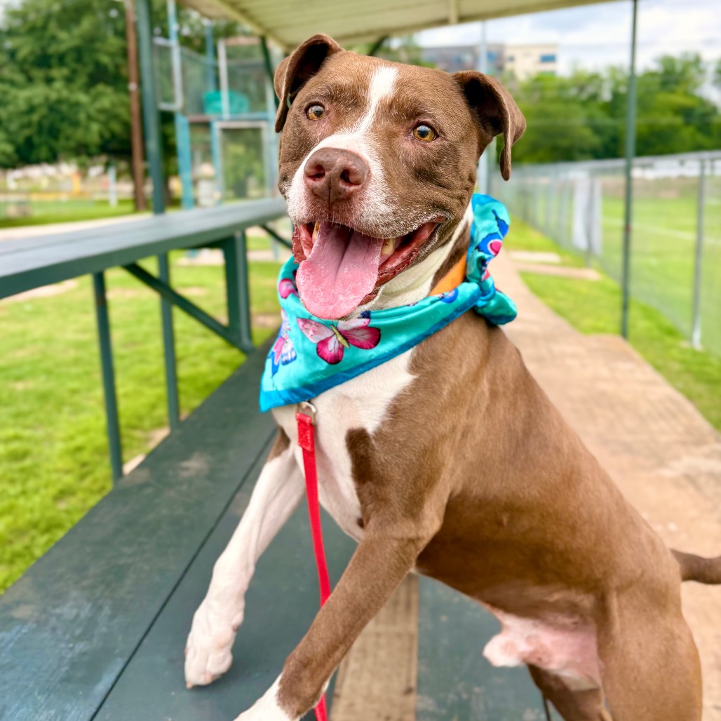 Taco, adoptable senior dog
