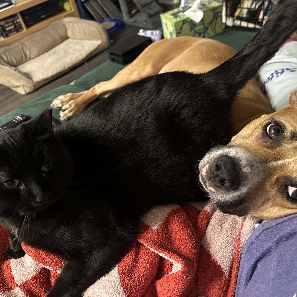 Queen — thumbnail 5