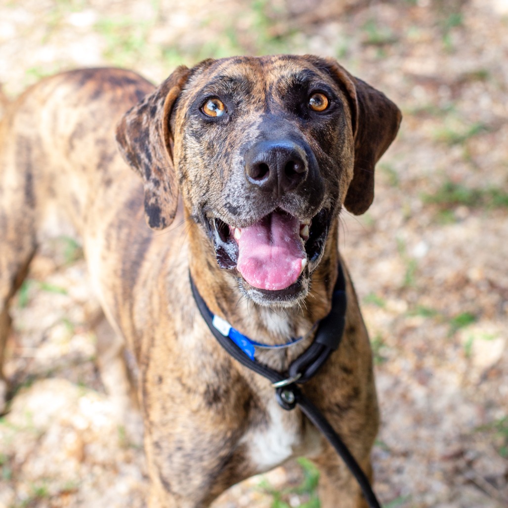 JESTER - Catahoula Leopard Dog / Mix available for adoption