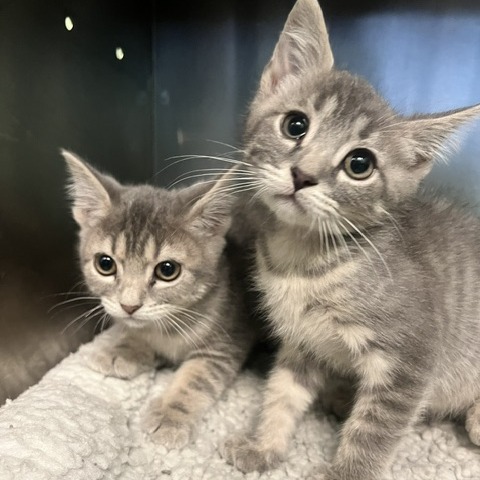 CRUSTY - Domestic Shorthair available for adoption