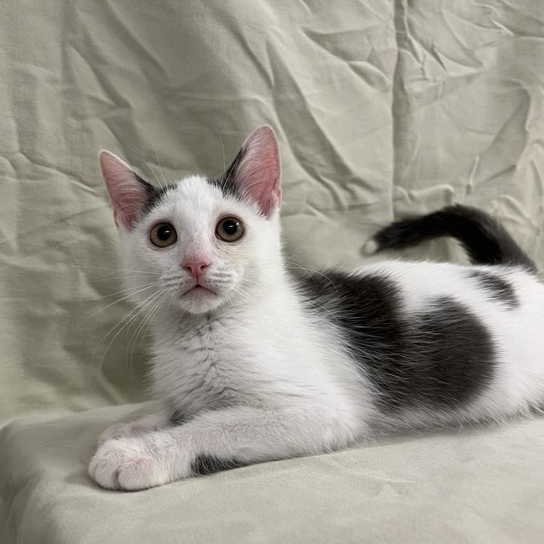 Mello — thumbnail 2