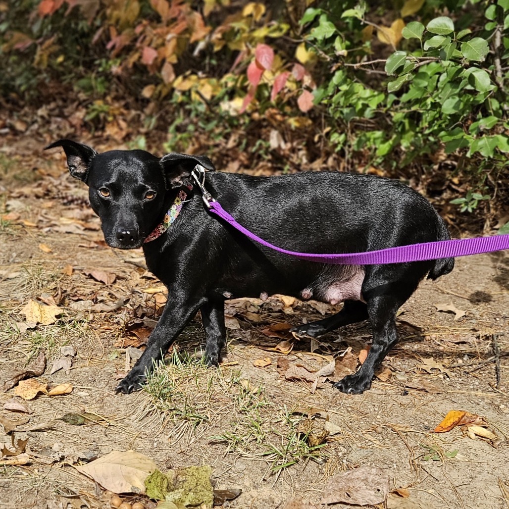 Lilibet — thumbnail 5