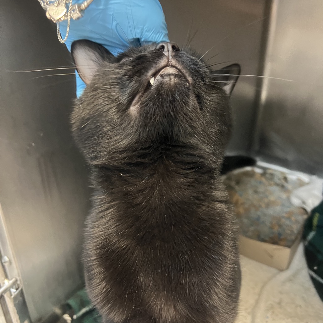 COBRA BUBBLES (663601) - Domestic Shorthair available for adoption