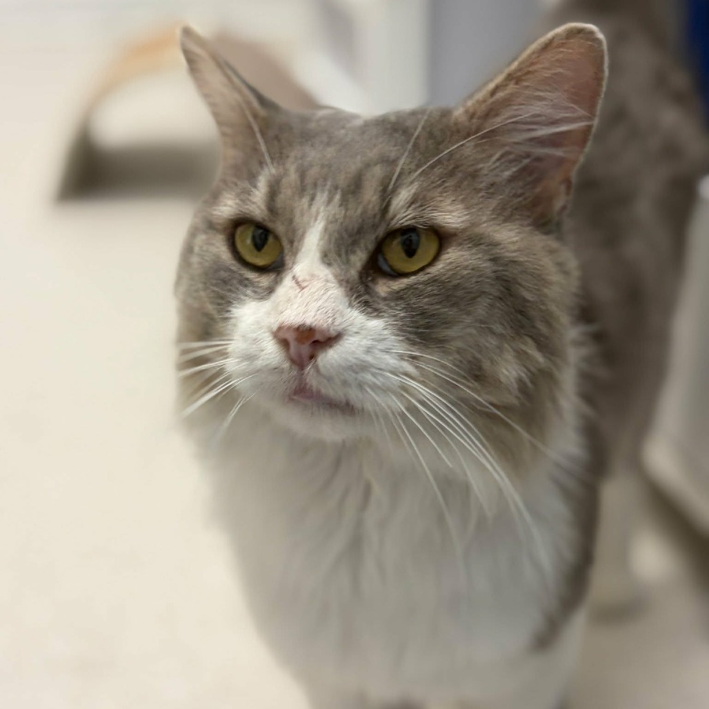 NOODLE - Domestic Medium Hair for adoption in Las Cruces