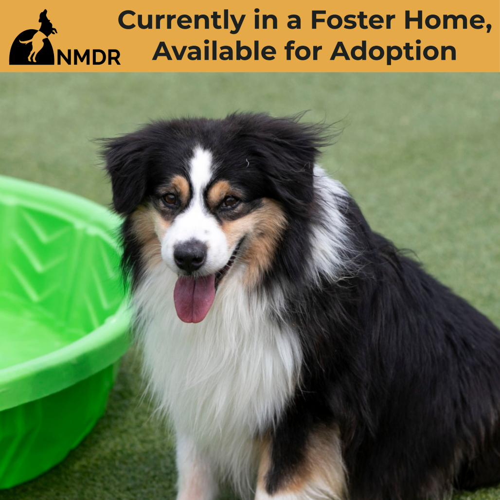 WYATT (JY26-90) - Shepherd / Australian  Miniature available for adoption