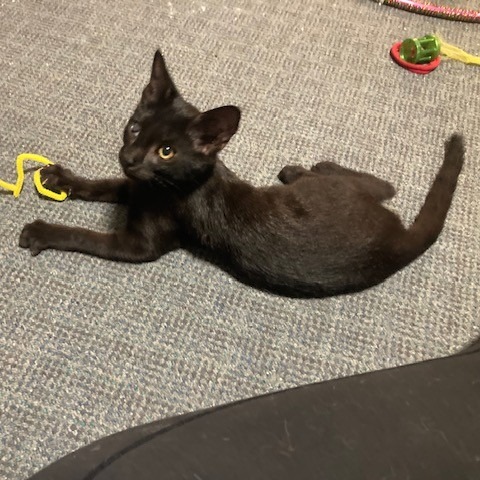 JET - Domestic Shorthair available for adoption