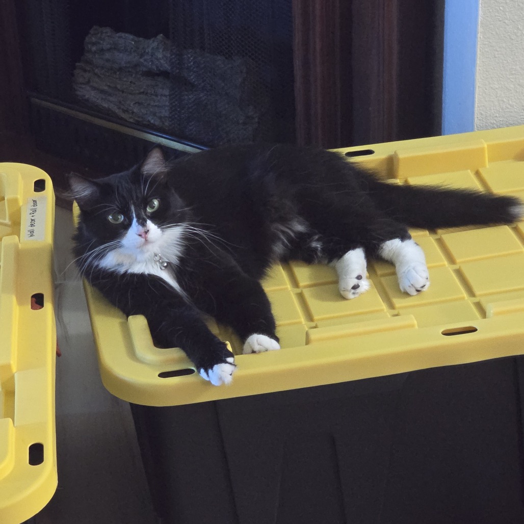 Willow Wisp  picture #3