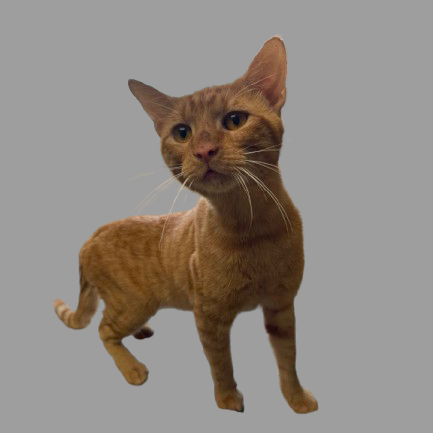 Tusc Stray 81877
