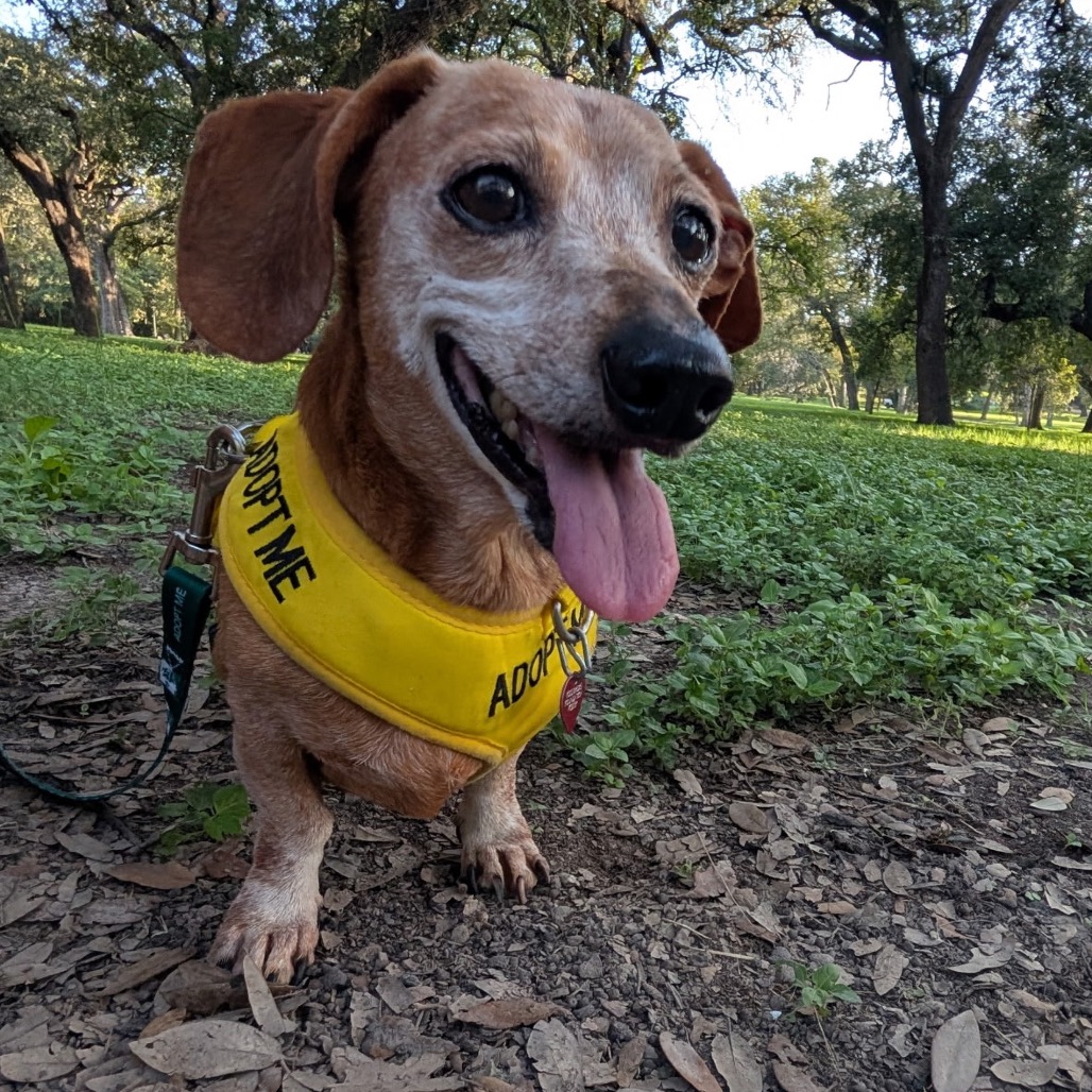 MOSES - Dachshund available for adoption
