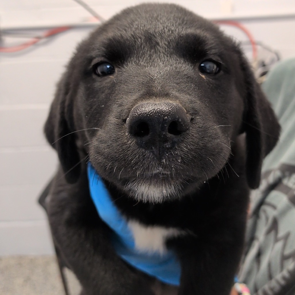 APPLE CRISP - Retriever, Labrador / Collie available for adoption
