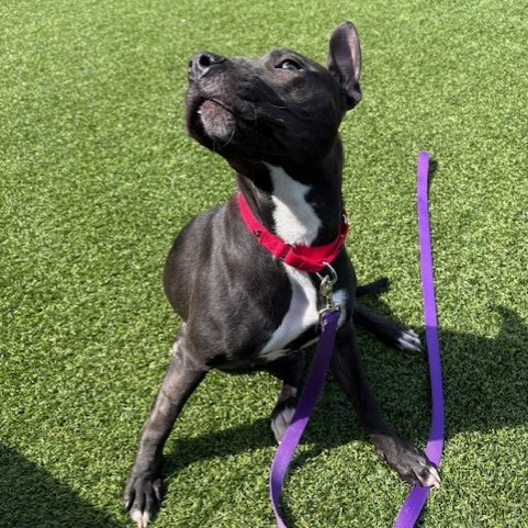 Photo of Witch Hazel 13